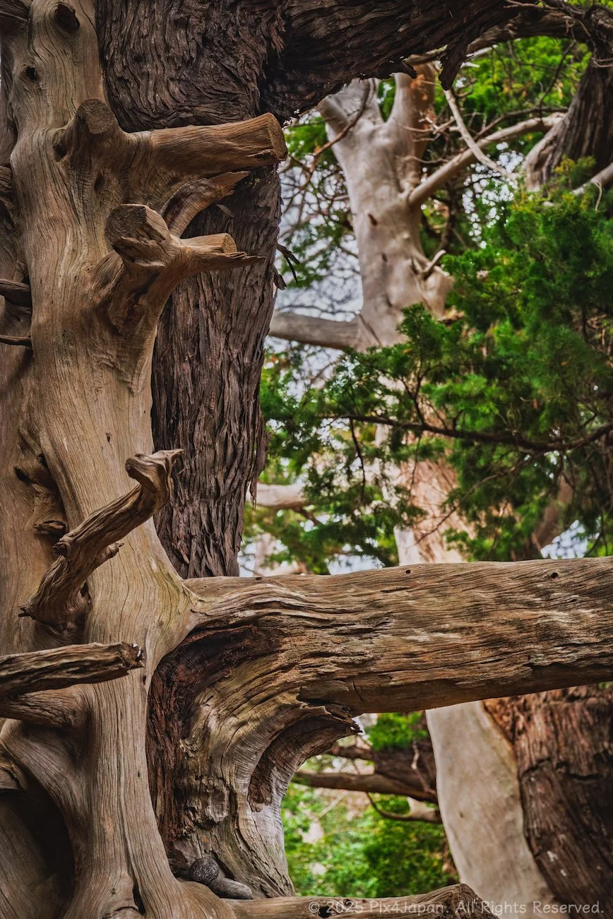 樹 Juniperus chinensis 'Hetzii Columnaris' Spiral Chinese Juniper